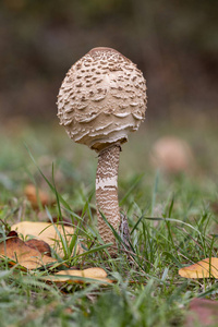 食物 木材 秋天 菌类 烹饪 季节 美味的 植物 帽子 真菌