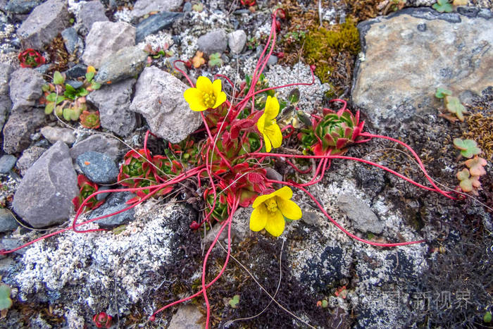 盛开的极地花毛茛