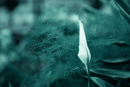 特写镜头 季节 植物区系 丛林 颜色 墙纸 植物 生态学