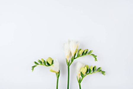花卉背景。白色背景上的小苍兰花。