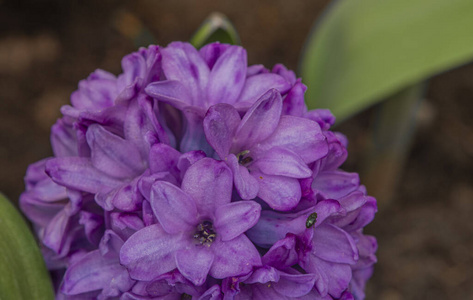 草地 植物 自然 风信子 粉红色 花瓣 花的 生长 颜色