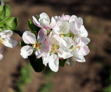 自然 芳香 粉红色 特写镜头 树叶 开花 花园 季节 苹果