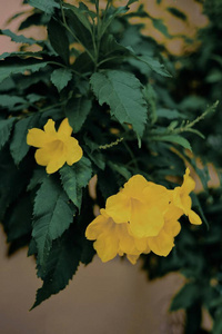 美女 自然 美丽的 花的 植物区系 花瓣 花园