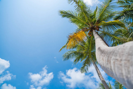 太阳 海洋 棕榈 阳光 自然 加勒比 海湾 热带 假日 全景图