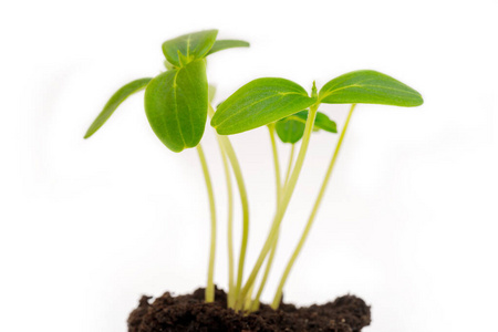 土壤 生态学 地球 花园 成长 生育能力 园艺 生长 生活