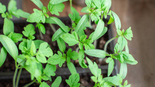 食物 植物区系 生长 地面 园艺 农事 植物 蔬菜 花园