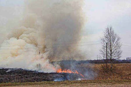 朦胧 环境 森林 营救 火灾危险 易燃 植物 保护 火焰