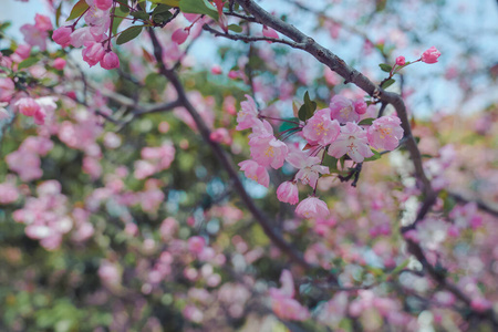 美丽的 墙纸 季节 开花 植物区系 花瓣 园艺 颜色 特写镜头
