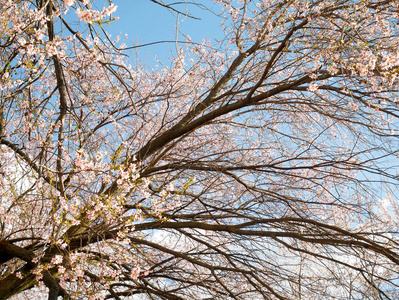 植物区系 春天 自然 公园 樱桃 日本 天空 花园 樱花