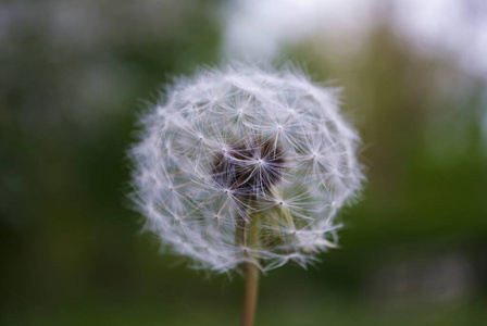 怀旧 自然 绒毛 花园 花的 生长 植物学 夏天 自由 领域