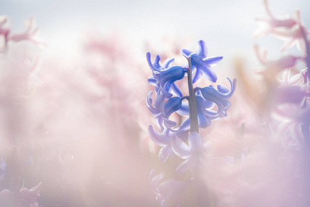 紫色 美女 植物学 春天 开花 花的 花瓣 植物区系 花园