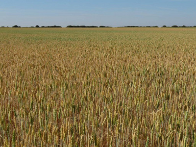 玉米地 收获 粮食 食物 自然 植物 太阳 作物 村庄 领域
