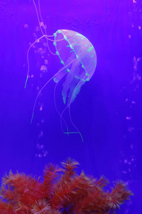 生物 深的 水下 生活 海鲜 水族馆 危险的 自然 浮动