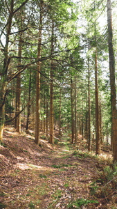 环境 落下 木材 季节 公园 院长 秋天 自然 点燃 英国