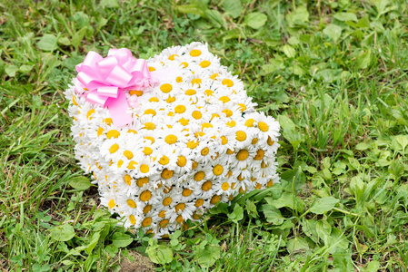 美丽的 洋甘菊 花的 花园 花粉 甘菊 卡片 花束 开花