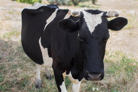 夏天牧场上的奶牛。牛被拴在树上。