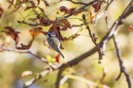 特写镜头 动物 春天 观鸟 季节 分支 栖息 美丽的 植物