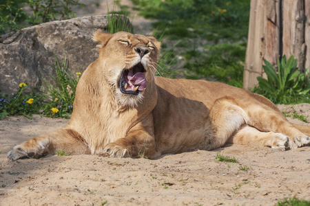 摄影 动物 风景 猫科动物 保护 动物园 捕食者 食肉动物