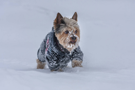 外部 肖像 猎犬 动物 冬天 小狗 纯种 犬科动物 可爱极了