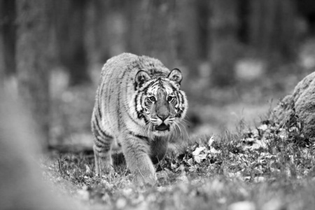 亚洲 可爱的 自然 老虎 西伯利亚 肖像 森林 食肉动物