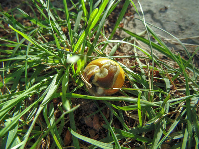 花园 特写镜头 软体动物 恐惧 野生动物 蜗牛 鼻涕虫 螺旋线