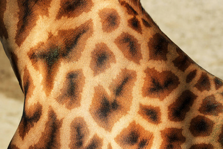 食草动物 长的 自然 可爱的 动物 斑点 特写镜头 毛皮