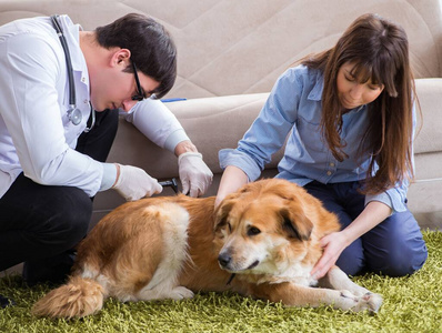 兽医在家看望金毛猎犬