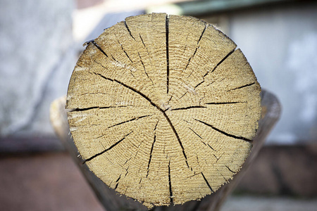 木板 自然 树桩 特写镜头 森林 粮食 林业 核心 树皮