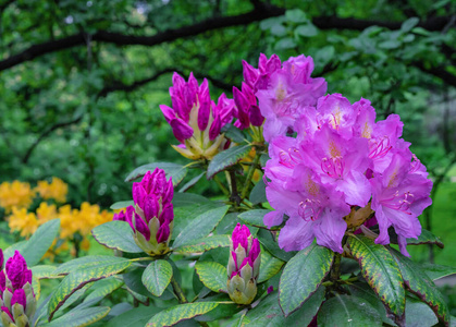 春天 粉红色 植物区系 自然 开花 花瓣 灌木 公园 植物园