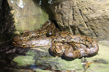 野生动物 亚洲 蛇皮 捕食者 生物学 爬行动物 动物群 动物