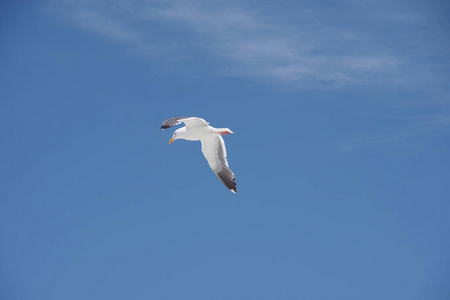 海洋 羽毛 飞行 航班 海鸥 翅膀 空气 自由 野生动物