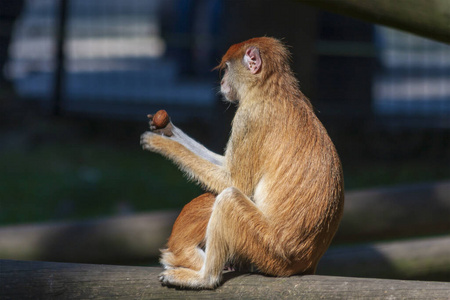 猿猴 动物 羽毛 丛林 可爱的 美丽的 猕猴 猴子 灵长类动物