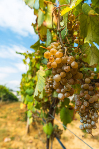 葡萄酒 葡萄 收割 集群 农事 葡萄园 西班牙 水果 甜的