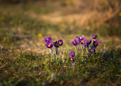 花瓣 植物 植物学 第一 植物区系 西伯利亚 盛开 紫色
