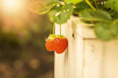 美味的 作物 园艺 草莓 栽培 季节 种子 蔬菜 阳光 营养