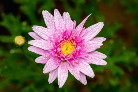 美丽的 美女 花园 液滴 花的 液体 开花 雨滴 颜色 春天