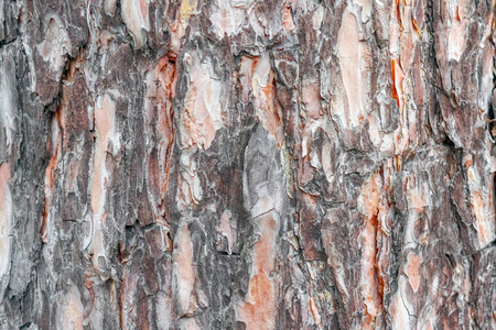 一棵老树的树皮作为背景特写