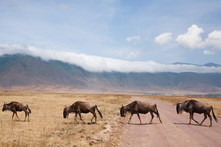 游猎 国家的 动物 哺乳动物 全景图 公园 陨石坑 火山口