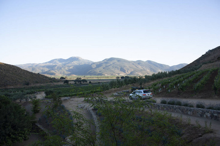 葡萄酒 农场 藤蔓 葡萄栽培 日落 葡萄 小山 旅游业 墨西哥