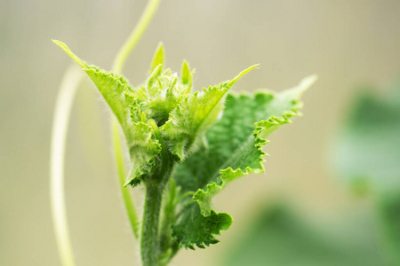 技术 农事 作物 黄瓜 温室 自然 收获 攀爬 植物学 颜色