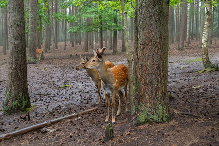 Spotted deer, Cervus nippon 