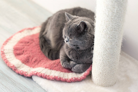 小地毯 基蒂 爪子 休息 小猫 毛皮 面对 毛茸茸的 眼睛