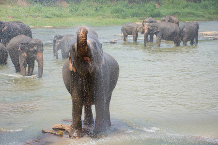 一头大象洗澡并四处喷水的肖像照片