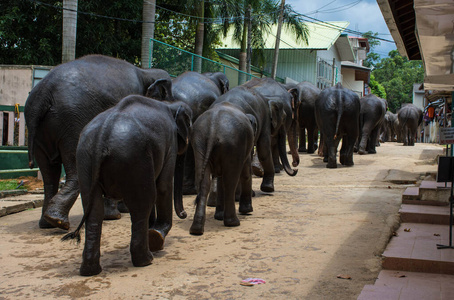 Elephant family walking through a villag Sri Lanka Kandy