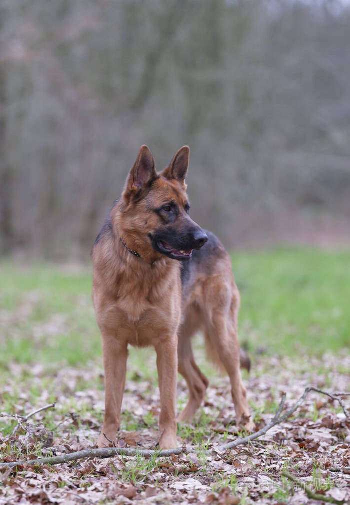 一只德国牧羊犬的画像3岁全身站立在福里斯特秋天的叶子落在地上
