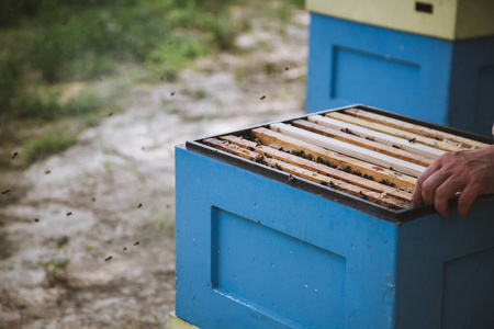 养蜂人正在养蜂场和蜜蜂一起工作。