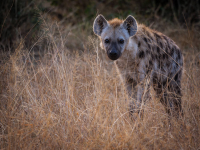 少年 动物群 野生动物 鬣狗 姆普马兰加 灌木丛 动物 非洲野生动物