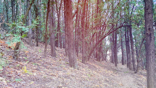 针叶林，高云杉，未开垦的云杉林。有高大冷杉树的森林景色