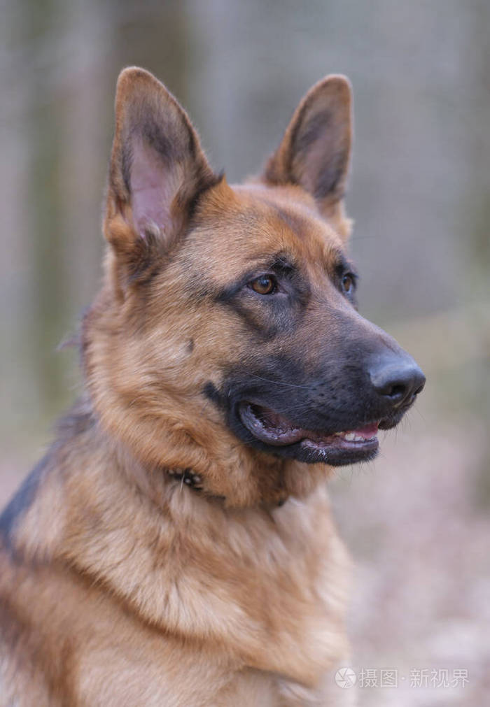 德国牧羊犬肖像棕色和黑色3岁头像选择性聚焦眼睛聚焦在福里斯特