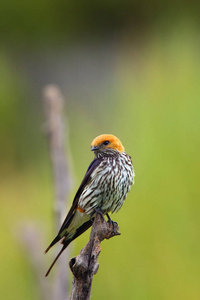 非洲 自然 可爱的 鸟类学 观鸟 鸣禽 分支 野生动物 动物群